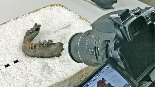 Skelettfunden auf den Zahn gefühlt