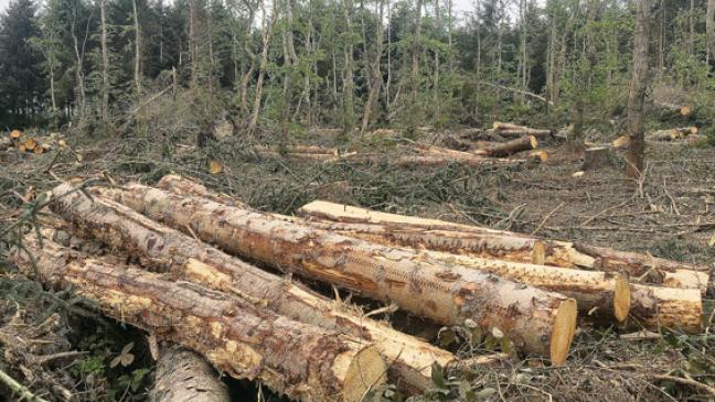 Wiederaufforstung kostet mindestens 25.000 Euro