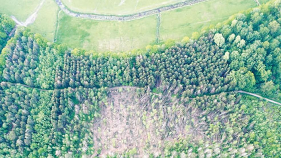 Kahlschlag in einem großen Teil des Stadtwaldes in Holthusen: Das Ausmaß nach dem Sturmtief »Sabine« Mitte Februar ist erschreckend. Auf einer Fläche von mehr als zwei Hektar muss wieder aufgeforstet werden. »Im Winter sollen neue Bäume angepflanzt werden«, sagt Förster Erich Delfs.  © Fotos: privat 