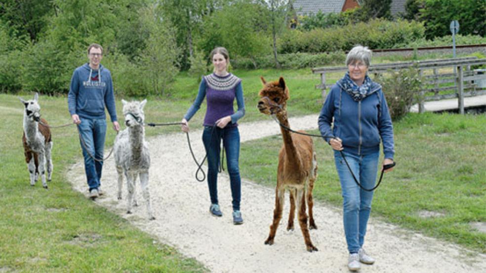 Die Stars im Bunder Park: Seit einigen Wochen sorgen die Alpakas Shirley, Elvis und Joko (von rechts) bei ihren Spaziergängen mit Sylvia Holtkamp (rechts), Iris Aberle und Jens Holtkamp für großes Staunen bei Groß und Klein.  © Fotos: Himstedt