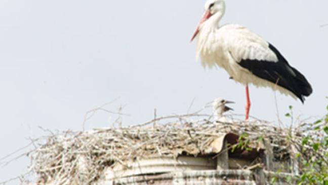 »Dieler Doppel« entwickelt sich prächtig