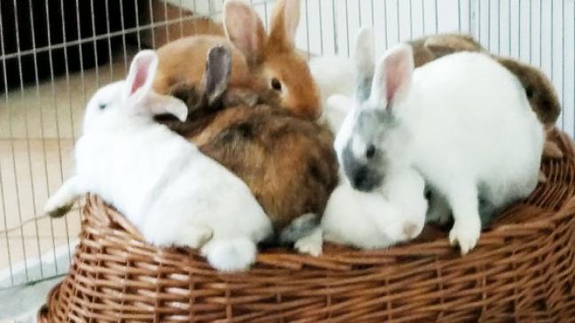 Wer nimmt Kaninchen auf?