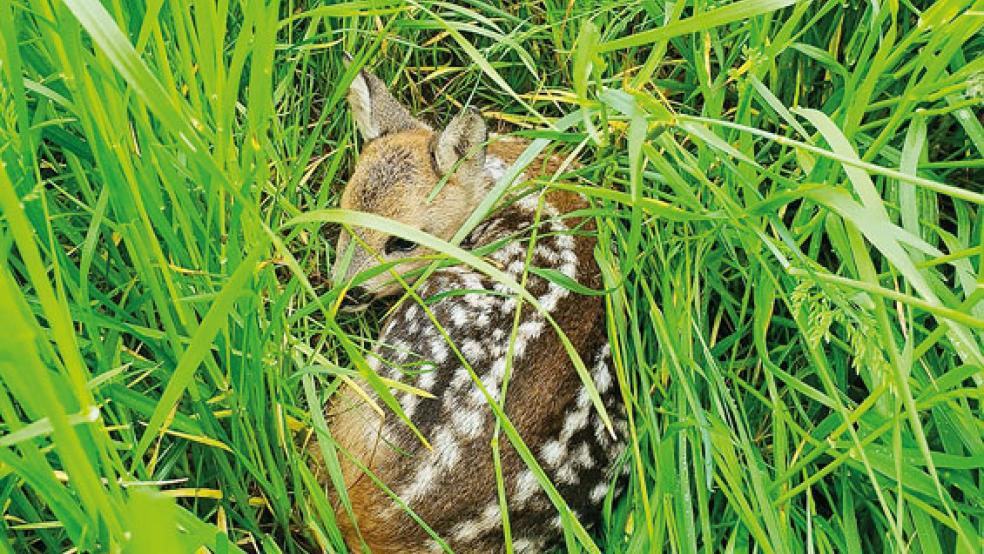 Ein Rehkitz, das sich im hohen Gras versteckt hatte, konnte vor Beginn der Mäharbeiten in Sicherheit gebracht werden. © Foto: Feuerwehr