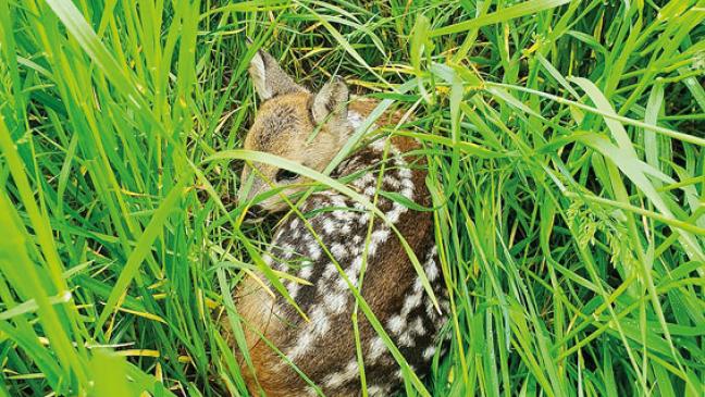 Mit der Drohne auf der Suche nach Rehkitzen