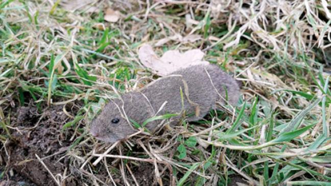 Landwirte vor dem drittem Dürrejahr?
