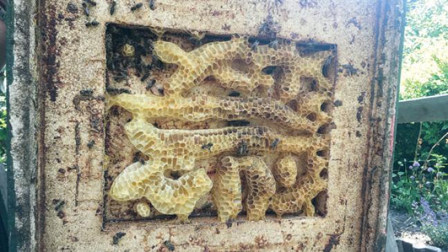 Mehr Imker, weniger Bienenvölker