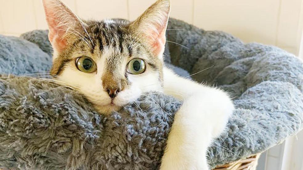 Kater »Klaas« lebt im Tierheim in Stapelmoor und würde gerne in liebevolle Hände vermittelt werden. © Foto: Tierschutz