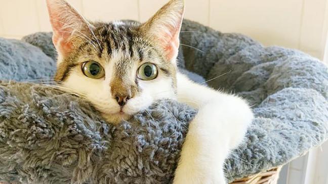 Verschmust und liebebedürftig