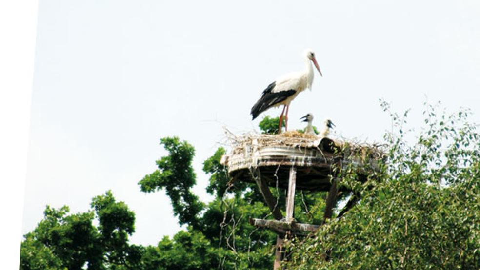 Zwei Jungstörche wurden im vergangenen Jahr am Schützenhaus in Diele großgezogen. Aktuell sieht die Lage für »Storchenvater« Hans Appiß dramatisch aus. © Archivfoto: Hoegen