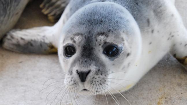 »Wilma« wohlauf: Der erste Heuler des Jahres