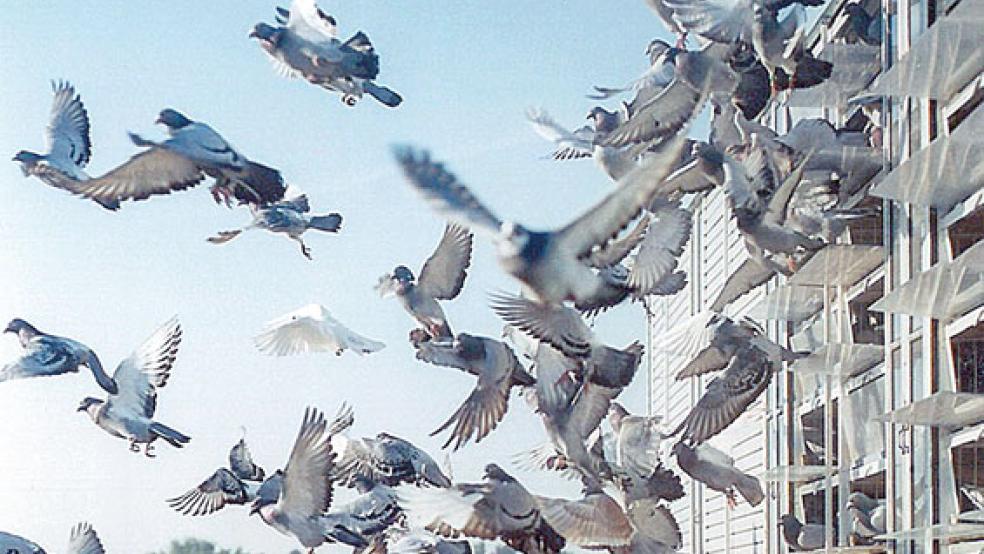Das »Rennen« beginnt: Brieftauben beim Auflass. © Foto: Verband deutscher Brieftaubenzüchter 