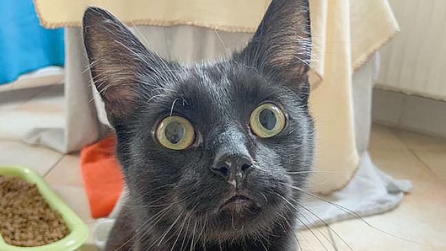 Thesen eignet sich auch als Zweitkatze