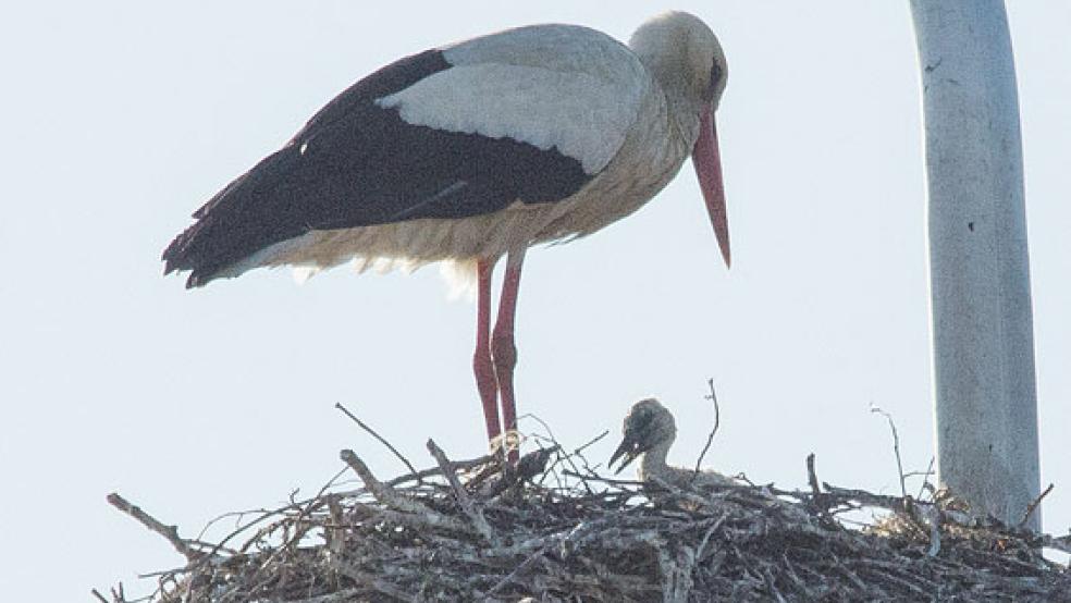 Auf dem Bauhof-Silo in Weener hat ein Paar erfolgreich gebrütet. Drei junge Störche gibt es hier, auf unserem Bild wagt sich nur einer aus der Deckung hervor. © Foto: Hanken