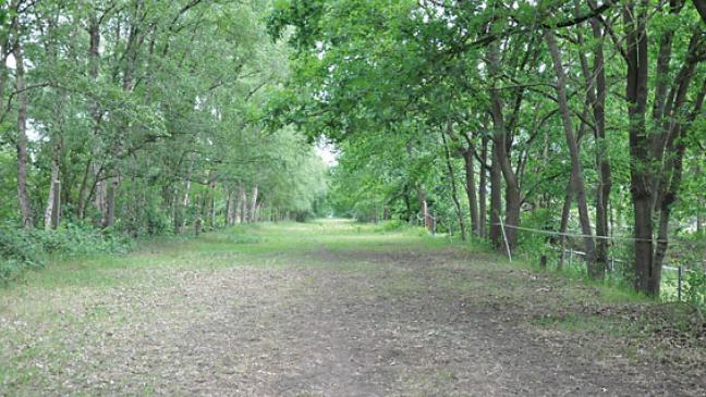 Holzpfahl  ans Halfter  gebunden