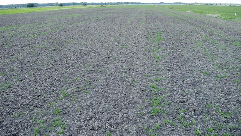 Viele Grünlandflächen in Ostfriesland sind auch nach der mehrtägigen Regenphase noch sehr trocken. © Foto: Maren Ziegler (LHV)