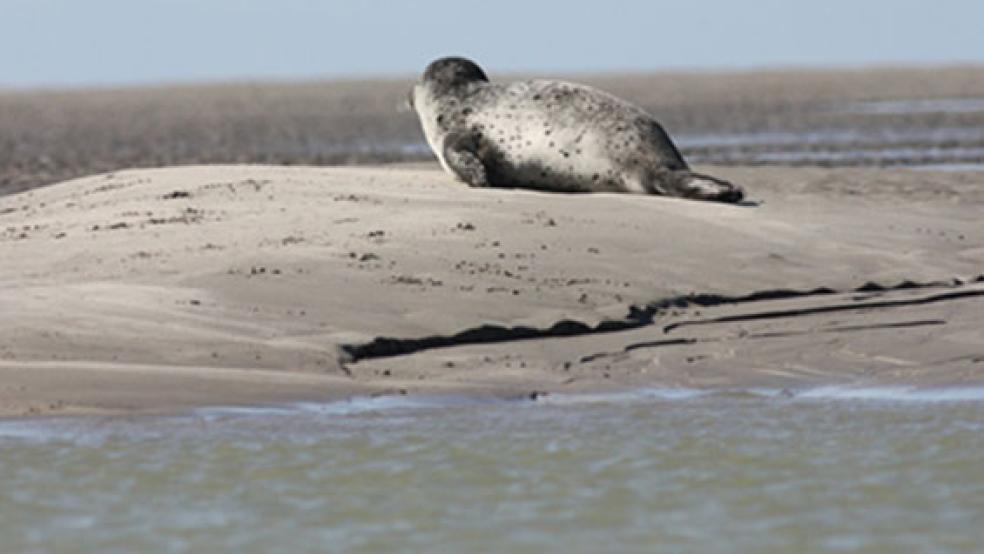 Ein allein am Strand liegender Seehund ist nicht zwangsläufig auf menschliche Hilfe angewiesen. © Foto: Pixabay
