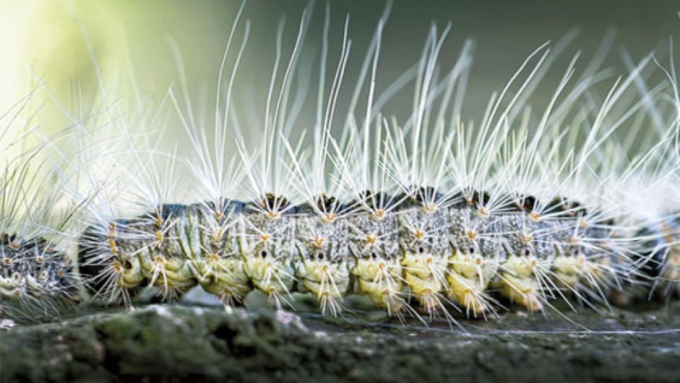 Haarige Sache: Die giftigen Haare des Eichenprozessionsspinners können zu schweren Entzündungen führen. © Foto: dpa