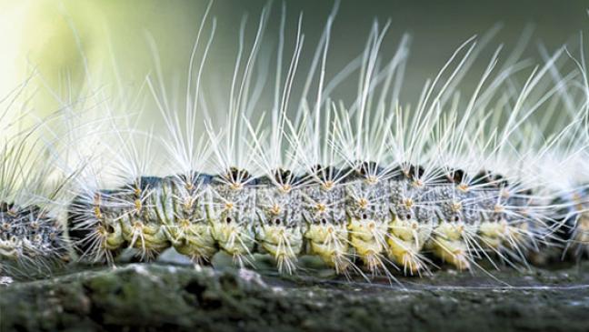 Giftige Raupen an vier Stellen im Kreis