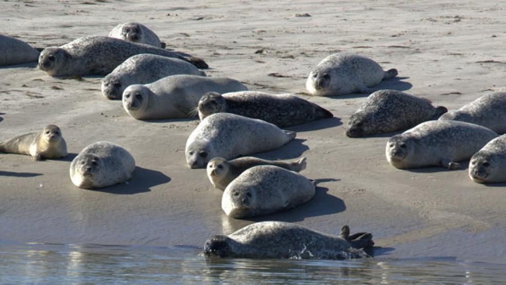 Wie viele Seehunde sich auf den Sandbänken tummeln, wird nun wieder per Flugzeug ermittelt. © Foto: Pixabay