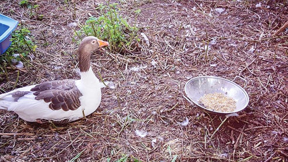 Diese Pommerngans soll in einer artgerechten Hobby-Haltung untergebracht werden. © Foto: Tierheim Stapelmoor