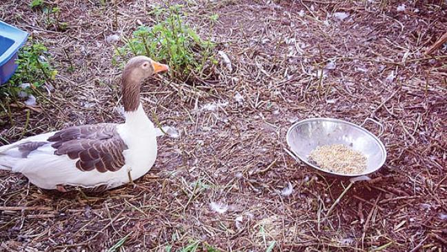 Pommerngans sucht Anschluss