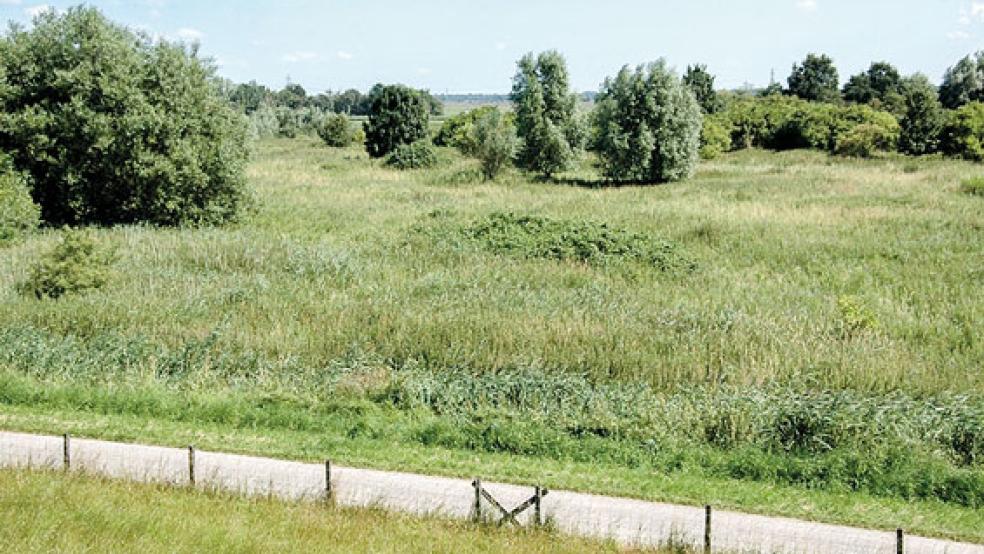 In Coldemüntje soll ein im Rahmen des Masterplan Ems ein Tidepolder entstehen. Im Internet ist ab sofort eine Zusammenfassung der Antragsunterlagen einsehbar. © Archivfoto: NLWKN