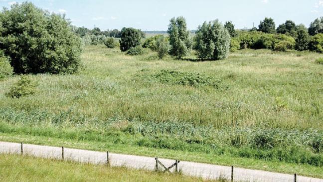 Informationen zum neuen Tidepolder im Internet