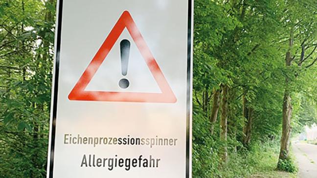 Giftige Raupe auch  in Leer entdeckt