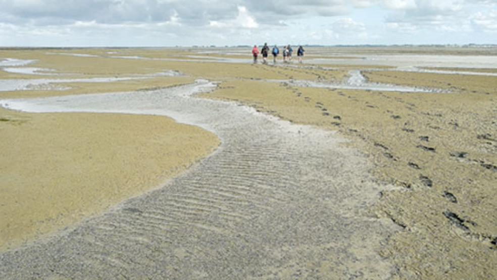 Geführte Wanderungen auf dem Meeresboden können Einheimische Ende Juni zum bereits elften Welterbe-Geburtstag des Wattenmeers kostenlos unternehmen. © Foto: Anke Hofmeister (NLPV)