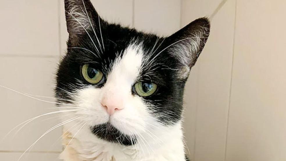  © Foto: Tierschutz Rheiderland