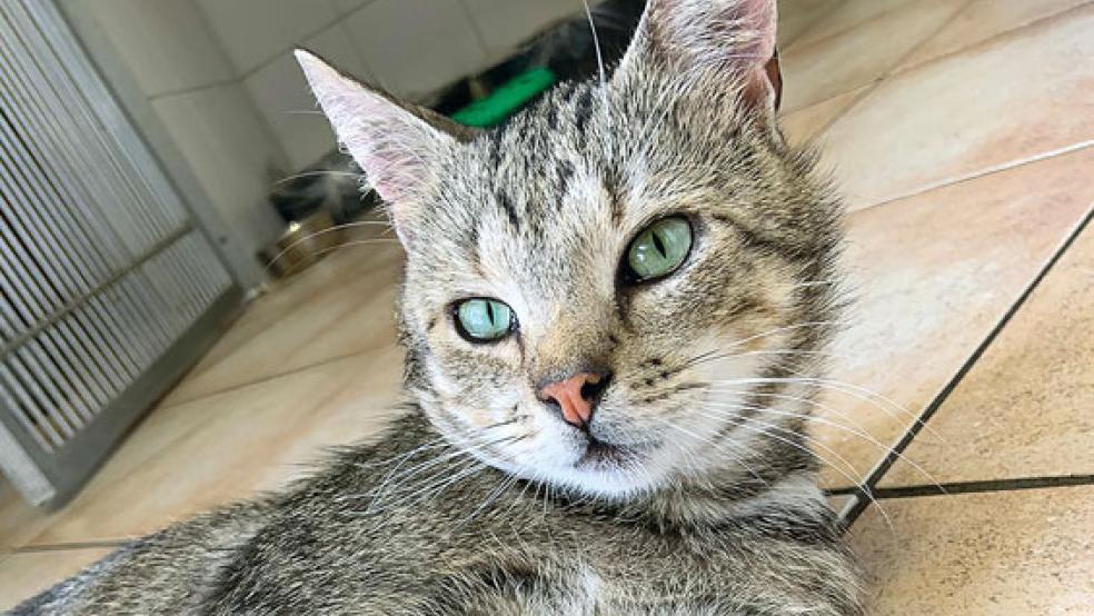 Kater »Cedric« schnurrt mit Ausdauer. © Foto: Tierschutz