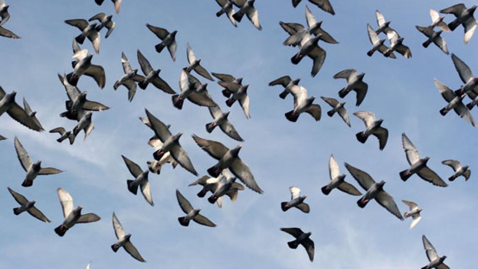 Die Flugsaison läuft, jetzt steht der siebte Preisflug der Brieftauben an. In der RZ Leer sind auch Rheiderländer aktiv.  © Foto: Verband Deutscher Brieftaubenzüchter