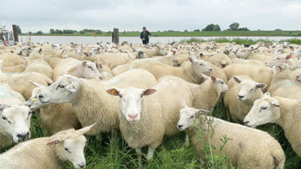 Schafe, wohin das Auge blickt. Am Anleger der Friesenfähre in Weener versammelte sich am Mittwoch diese Herde. © Foto: Hanken