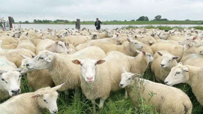 Ein Meer von Schafen an der Ems