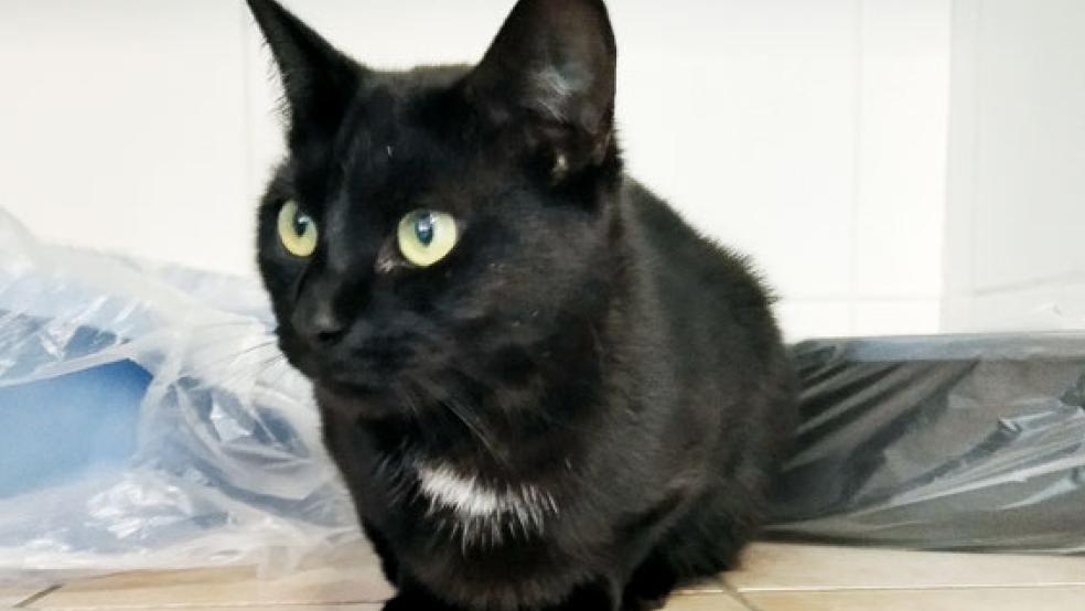 Wer vermisst diese Katzendame? Sie hat ein Tattoo im Ohr, an dem sie sich identifieren lässt. © Foto: Tierheim Stapelmoor