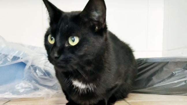 Besitzer von Katze mit Tattoo im Ohr gesucht