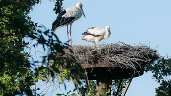 Rheiderländer Störche vor dem Abflug