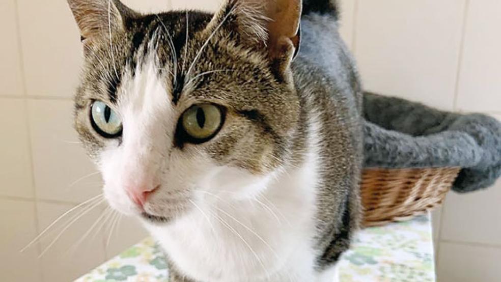 Kater »Tjaldo« hat seine vorläufige Heimat im Tierheim in Stapelmoor gefunden. © Foto: Tierschutz Rheiderland