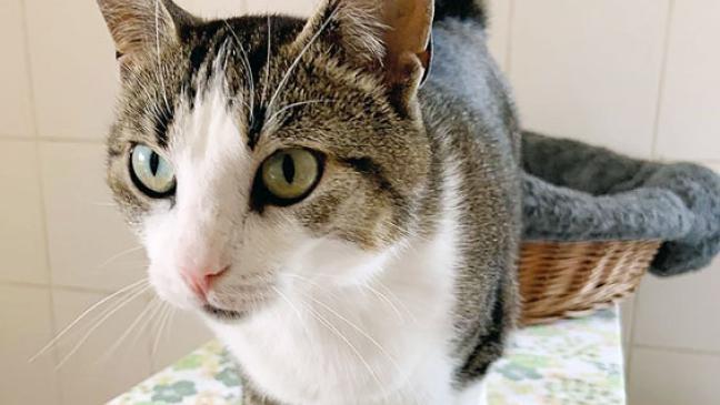 »Tjaldo« ist ein Schmusetiger