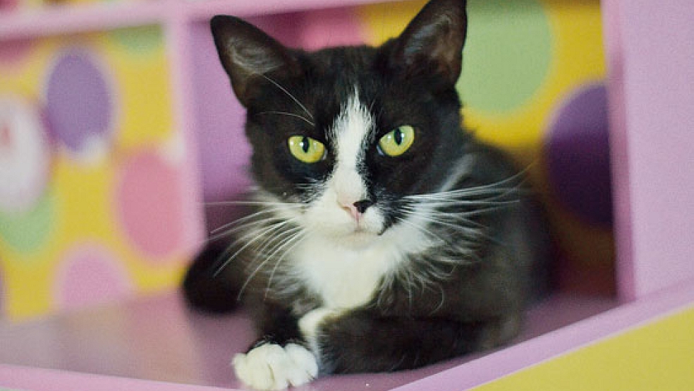 »Bounty« heißt diese Katzendame, die ein neues Zuhause sucht. © Foto: Streunerkatzen