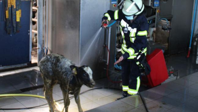 Feuerwehr rettet Kalb aus Güllekeller