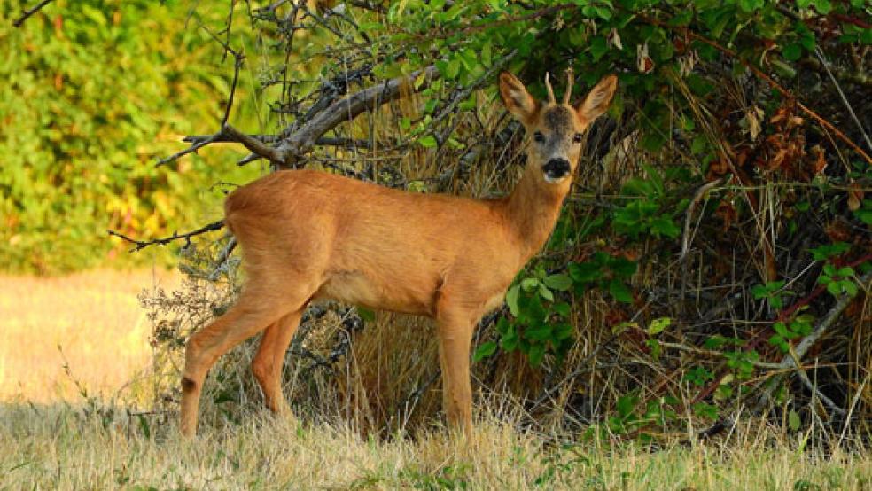 Im Stapelmoorer Hammrich soll ein Wilderer unterwegs gewesen sein. Die Polizei sucht Zeugen. © Beispielfoto: pixabay