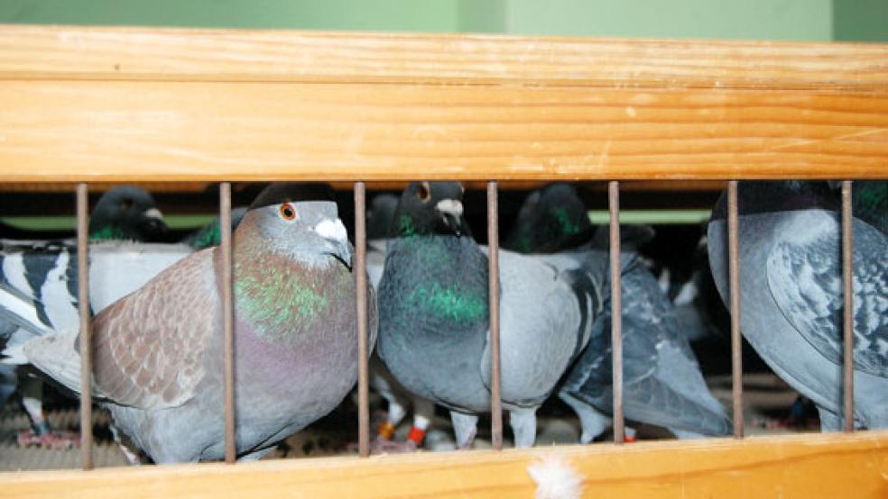 Diese Tauben warten in ihren Transportkisten auf den »Kabinenexpress«, der sie an ihren Auflassort bringt. © Foto: Hoegen