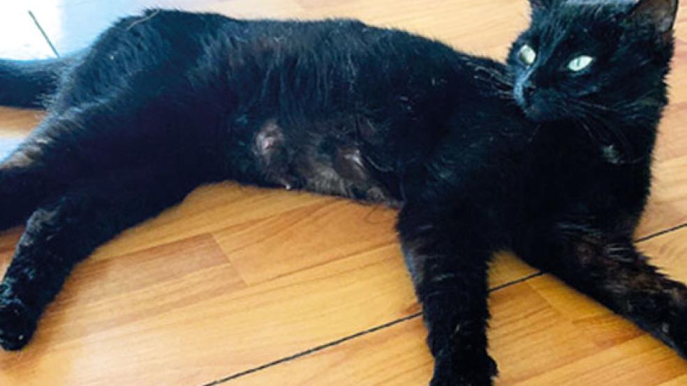 Die etwa zweijährige »Miss Norris« verträgt sich mit anderen Tieren. © Foto: Verein Streunerkatzen