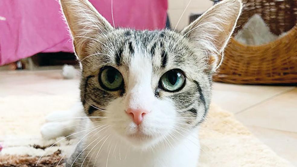 »Tiger Lilly« ist »völlig verschmust« und kommt mit ihren Artgenossen gut zurecht. © Foto: Tierschutz Rheiderland