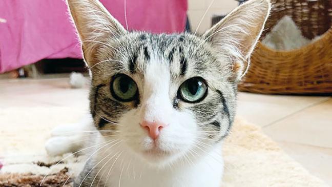 Ein Zuhause für »Tiger Lilly«