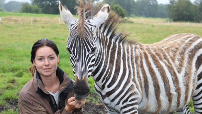 Zebra der Star auf Ferienhof