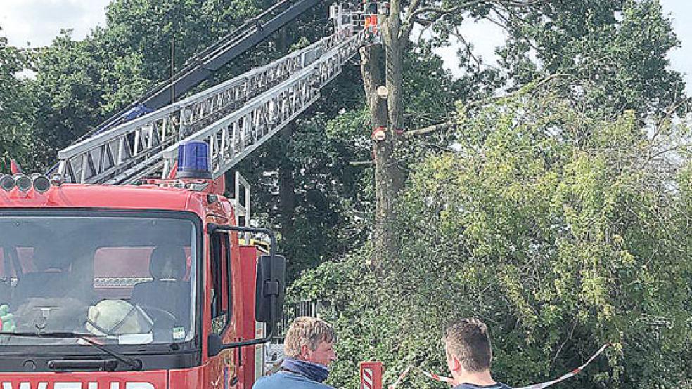 Abgetragen werden musste diese große Eiche. Teile des Baumes drohten herabzustürzen. © Foto: Stadtwerke Leer