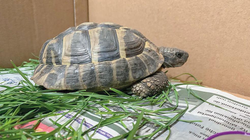 Diese Schildkröte machte sich am Sonntag in Möhlenwarf auf Wanderschaft. Dabei lief sie von Mühlenring bis zum Lüchtenborger Ring. © Foto: privat