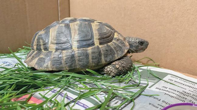 Schildkröte auf Abwegen in Möhlenwarf